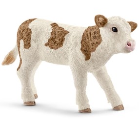 Simmental calf
