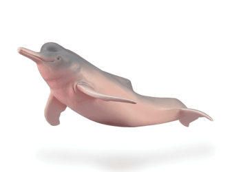 Ganges River Dolphin
